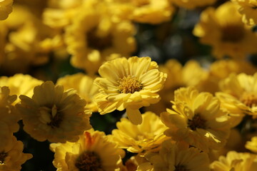Yellow chrysanthemum "Kiku" flowers blooming. 日差しを浴びて輝く、黄色い菊の花がたくさん咲いている画像。