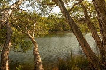 Lake Allom, K'Gari/Fraser Island