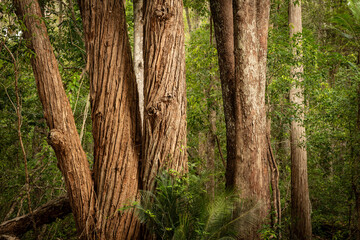 tree trunks, Wanggoolba Creek