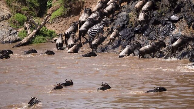 Lots of zebra and wildebeest cross river and climb steep bank, migration