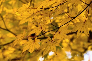 日本の自然、日本の食べ物
