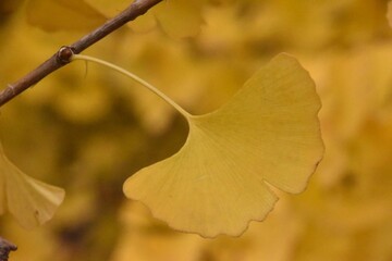 Obraz premium 日本の自然、日本の食べ物