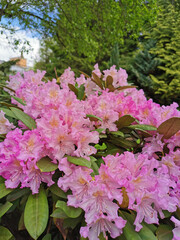 Pink-lilac rhododendron flowers on the background of trees and blue sky with clouds in the botanical garden of St. Petersburg