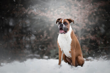 boxer - portrait of a dog in winter time