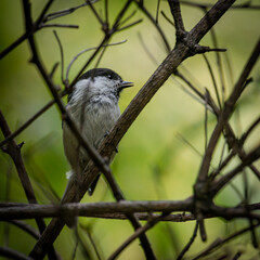 Obraz premium cute birds living in the park