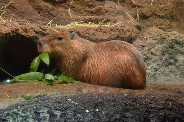 日本の自然、日本の食べ物