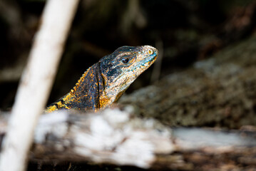 Lizard in tree