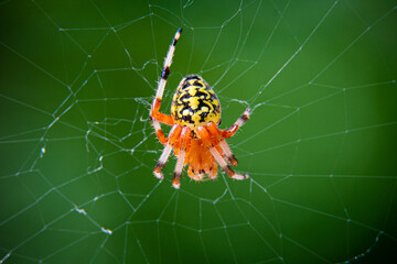 Spider in web