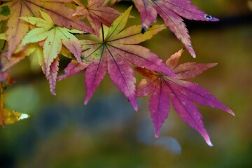 日本の自然、日本の食べ物