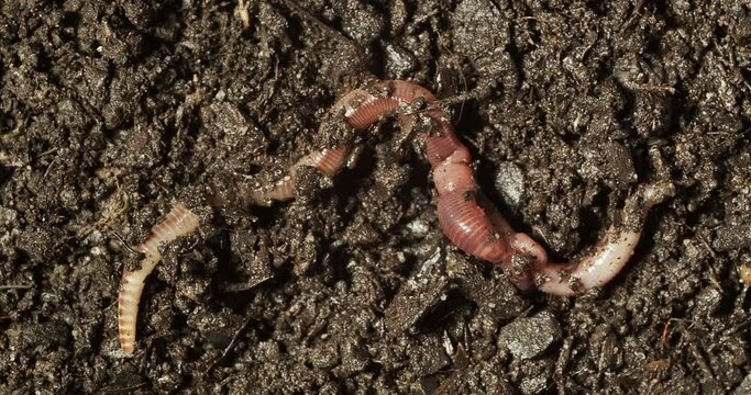 European nightcrawler earthworms mating on dirt.