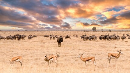 Fototapeta na wymiar A group of springbok antelope (Antidorcas marsupialis) stands in a line across the foreground, while a herd of wildebeest (Connochaetes) grazes behind them at sunset in Etosha National Park, Namibia.