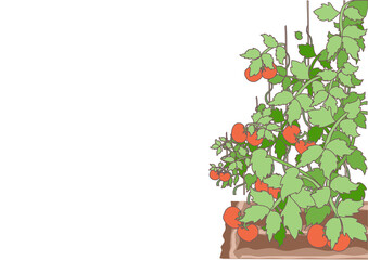 Ripe vegetables and tomatoes