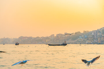 Seagull around the ghats of Varanasi, India