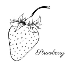 Strawberry. Berry. Graphic vector sketch. Outline freehand drawn. Illustration isolated on white background. Coloring page book