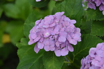 日本の自然、日本の食べ物