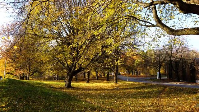 Cars passing in a street side of a park with a tree during yellow autumnal, time lapse