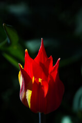 Tulip hybrids ? Ballerina, with the sharp petals. Blooming red tulips on blurred background. Beautiful flowers as floral natural backdrop. Variety - Ballad Red.