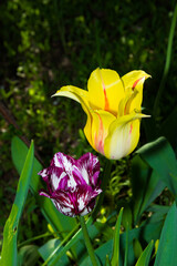 Two bright tulips of yellow and fiolet color outdoors in foliage. Illuminated by the bright spring sun. Bright contrasting flowers against a background of dark green foliage