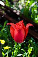 Tulip hybrids ? Ballerina, with the sharp petals. Blooming red tulips on blurred background. Beautiful flowers as floral natural backdrop. Variety - Ballad Red.