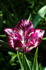 A delightful tulip of maroon, later bright beetroot tone, decorated with boiling white feathers. Glasses up to 7 cm in height open at the end of April, towering on slender peduncles.