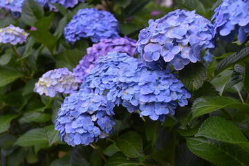 日本の自然、日本の食べ物