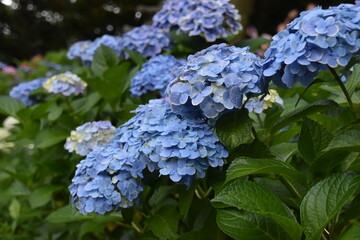 日本の自然、日本の食べ物