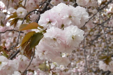 日本の自然、日本の食べ物