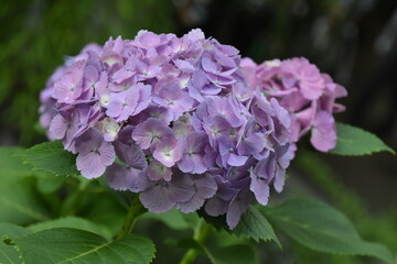 日本の自然、日本の食べ物