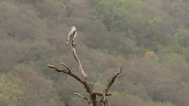full shot of black winged shouldered kite or elanus caeruleus bird or small raptor and hunter perched high on tree trunk during winter migration at forest of central india