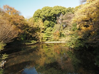 明治神宮北池の風景