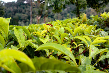 Dewy tea leaves at morning time