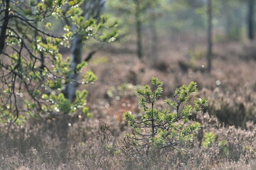 Schwarzes Moor Rhön, Bayern