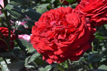 日本の自然、日本の食べ物