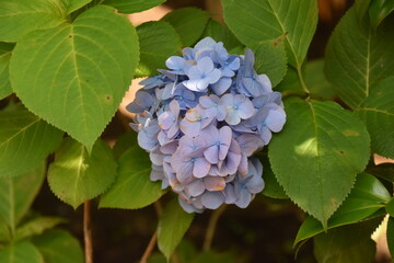 日本の自然、日本の食べ物