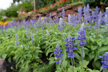 Obraz premium Flowers in the garden