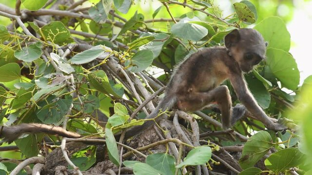 Close up shot of baby Gray or Hanuman langurs or indian langur or monkey facing ill or skin disease or virus problem at ranthambore national park or tiger reserve rajasthan india - Semnopithecus