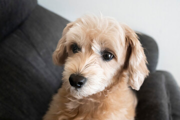ソファーからじっと見つめるかわいいアプリコットの小型犬【マルプー】
