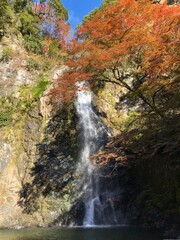 日本の自然、日本の食べ物