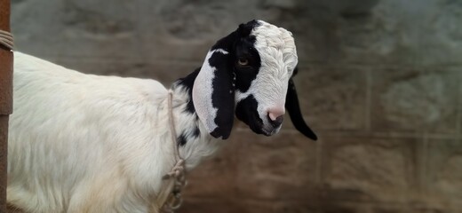 black and white goat