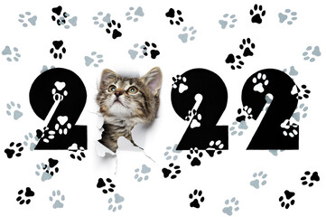 2022 year concept, little kitty in hole of paper and drawn numbers with cat paw footprints, isolated on white background, new year design - 473463177
