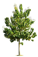 Obraz premium Trees isolated on white background, tropical trees isolated used for design, advertising and architecture