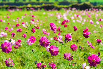 荒川土手のコスモス