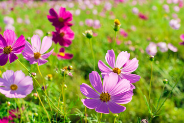 荒川土手のコスモス