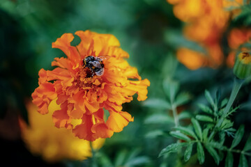 A bumblebee collects a nectar from a flower
