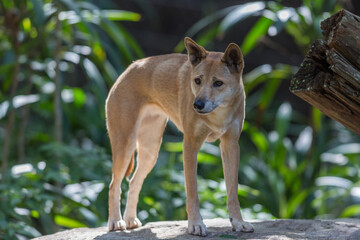 Portrait of a Dingo, Australia's native dog with blurred background
