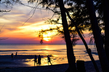 Evening light at sunset through pine trees at Mae Ramphueng Beach, Rayong Province, Thailand