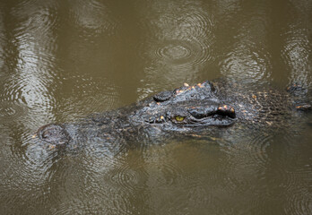 Australian saltwater crocodile in water