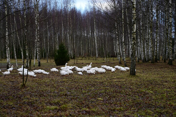 large herd of white domestic geese grazing in grass. Home goose farm. Breeding geese. Poultry farming © IULIIA GUSEVA