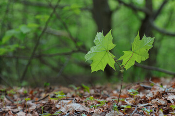 Maple sprout grows in the forest.