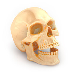 Gold skull on white background.  3D rendering